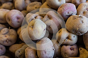 Canarian wrinkly potatoes - papas arrugadas photo