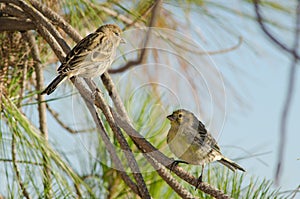 Canaries