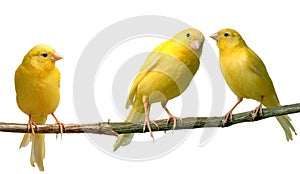 Canaries