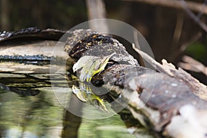 Canaries drinking water