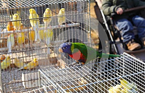 canaries inside the cage and a Ara parrot with a blue head and green feathers for sale in pet shop