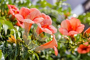 Canarina canariensis - Canary Bellflower