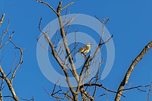 Canario da Terra, Sicalis flaveola, also known as Canarinho, perched on a dry tree