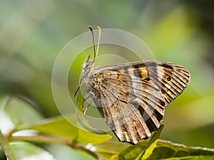 Canarisch bont zandoogje, Canary Speckled Wood