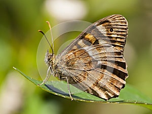 Canarisch bont zandoogje, Canary Speckled Wood