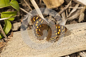 Canarisch bont zandoogje, Canary Speckled Wood