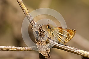 Canarisch Dwergdikkopje, Canary Skipper, Thymelicus christi