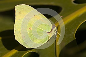 Canarische Cleopatra, Canary Brimstone, Gonepteryx cleobule