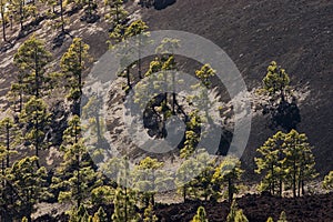 Canarische Den; Canary Pine