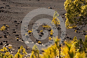 Canarische Den; Canary Pine