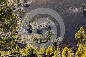 Canarische Den; Canary Pine