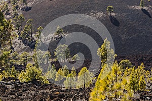 Canarische Den; Canary Pine