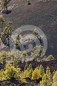 Canarische Den; Canary Pine