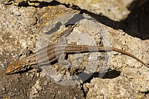 Canarische Hagedis, Tenerife Lizard, Gallotia galloti