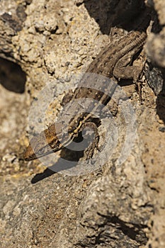 Canarische Hagedis, Tenerife Lizard, Gallotia galloti