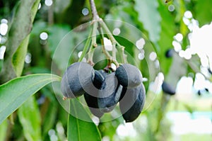 Canarium pimela (Black Myrobalan,Chebulic Myrobalan)