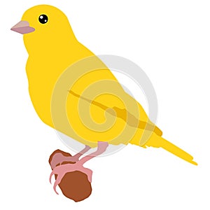 Canary photo