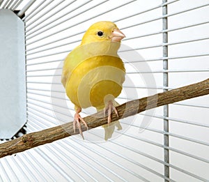 Canary