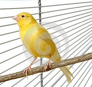 Canary