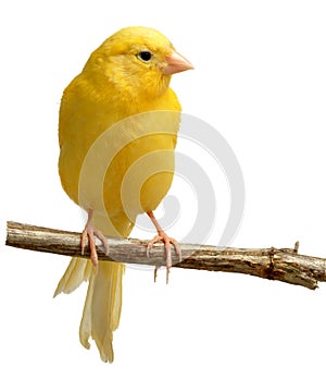 Canary