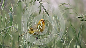 Canary in avena sativa plantation