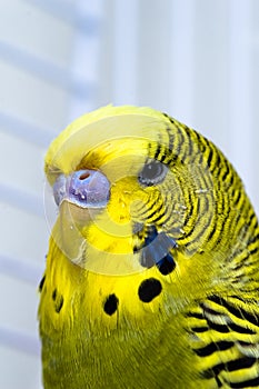 Canary bird