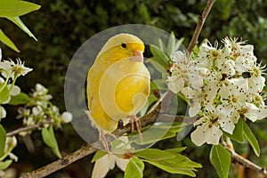 Canary bird. photo