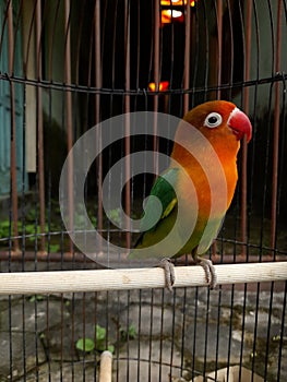 canary bird in a cage with beautiful yellow, green and red feathers. birds chirping. pets
