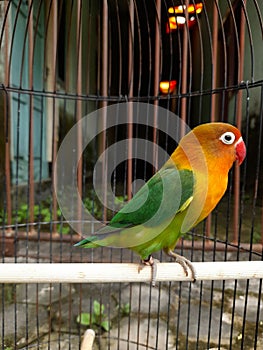 canary bird in a cage with beautiful yellow, green and red feathers. birds chirping. pets