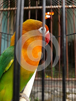 canary bird in a cage with beautiful yellow, green and red feathers. birds chirping. pets