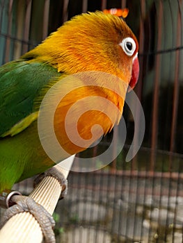 canary bird in a cage with beautiful yellow, green and red feathers. birds chirping. pets