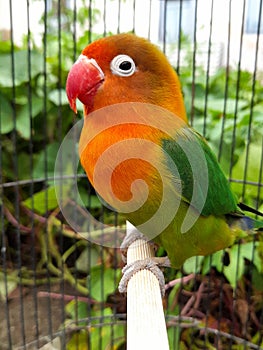 canary bird in a cage with beautiful yellow, green and red feathers. birds chirping. pets