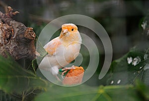 Canary bird photo