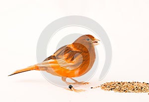 Canary bird - female