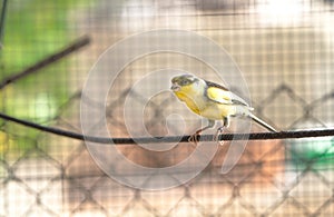 Canary bird inside cage feeding and perch on wooden sticks and wires