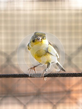 Canary bird inside cage feeding and perch on wooden sticks and wires