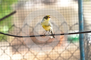 Canary bird inside cage feeding and perch on wooden sticks and wires