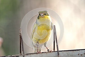 Canary bird inside cage feeding and perch on wooden sticks and wires