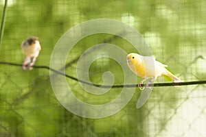 Canary bird inside cage feeding and perch on wooden sticks and wires