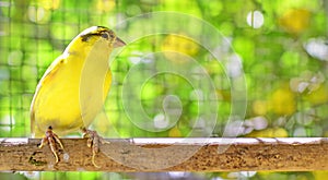 Canary bird perched on a stick inside a cage