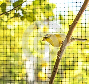 Canary bird perched on a stick inside a cage