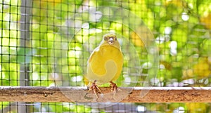 Canary bird perched on a stick inside a cage