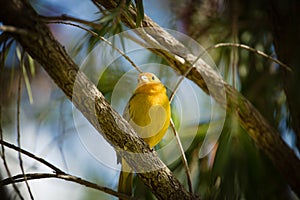 Canary bird. Portrait of  the Saffron finch Sicalis flaveola. photo