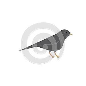 canary bird vector illustration design template