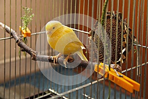 Canary bird photo