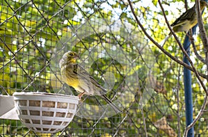 Canary birds inside a big cage made of steel wires