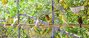 Canary birds inside a cage about to take flight