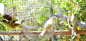 Canary birds inside a cage about to take flight