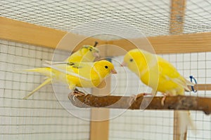 Canary birds stand on perch in a cage