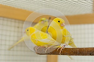 Canary birds stand on perch in a cage at home